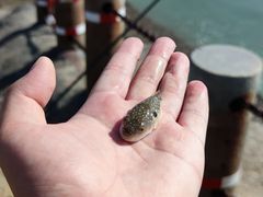 -椰风寨