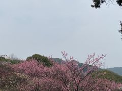 -无锡梅园公园