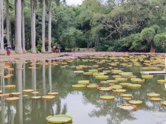 -中国科学院西双版纳热带植物园
