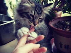 -瑞派福兴宠物医院犬猫全科·骨科·中西医结合(河东店)