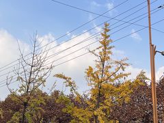 -杨柳河(地铁站)