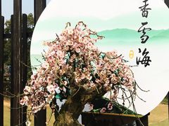-香雪海
