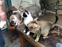 -喵屿·大理花园猫咖