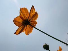 -北京东方普罗旺斯薰衣草庄园