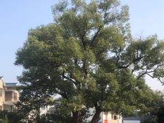 -清漾毛氏文化村