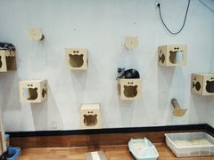 -猫色咖啡·猫咖