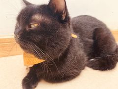 -猫在这儿猫咪咖啡馆·撸猫馆