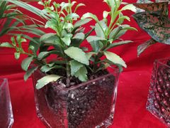 -秦美花卉(天朗·莱茵小城2期店)