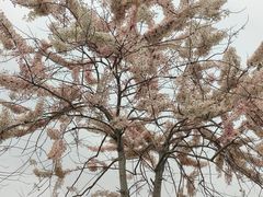 -白石龙音乐公园