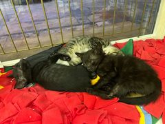 -瑞鹏宠物医院·骨科·猫科·内科(第一中心)