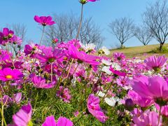 -花开海上生态园
