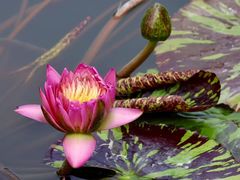 -莲花池公园