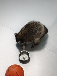 -神奇动物撸宠馆·羊驼·小浣熊·异宠(豫园店)