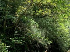 -西岭雪山大飞水景区