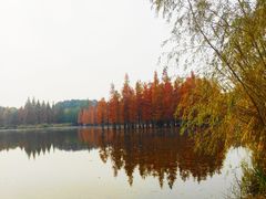 -白鹭湾湿地公园