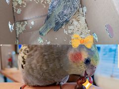 -吉丁鸟咖·异宠·寄养