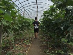 -马陆小张葡萄园农家乐