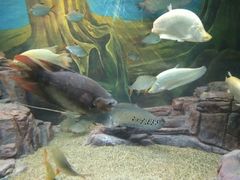 -上海海洋水族馆