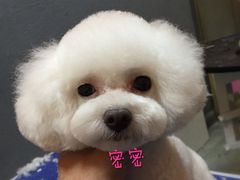 -我爱吾宠宠物美容院(朝阳路店)