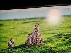 -罗红摄影艺术馆