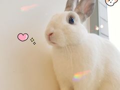 -彩虹桥宠物火化殡葬善终服务(金乐大厦店)