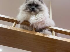 -滚猫咖啡·猫咖·猫友好撸猫(未来城店)
