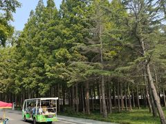 -日照海滨国家森林公园