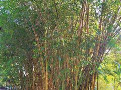 -揭东万竹园旅游景区