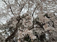 -醍醐寺
