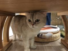 -飞行喵MR PILOT|猫舍·猫咖(静安大融城店)