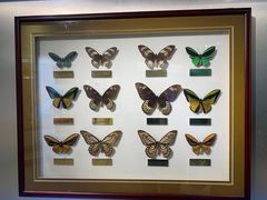 -上海昆虫博物馆