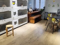 -东方名猫馆·英短金渐层布偶猫舍(环线广场1号楼店)