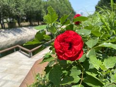 -大望京公园