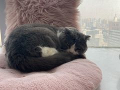 -共舞时光猫咖·狗咖(新街口店)