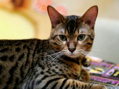 android_upload_pic-猫色咖啡·猫咖