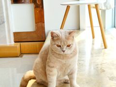 -Catmate·猫肥家润(金润铂宫店)