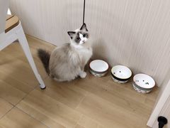 -唐小姐の私宠·宠物洗护美容·撸猫馆·购宠(周浦万达旗舰店)