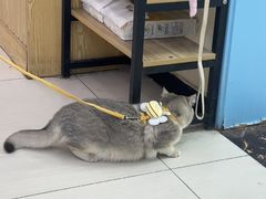 -全心全意连锁动物医院·微创中心·内科急重症·心脏专科(丰管路店)
