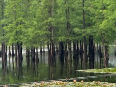 -白鹭湾湿地公园