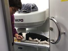 -顺强宠物诊所·狂犬免疫·夜诊·骨科(嘉定店)