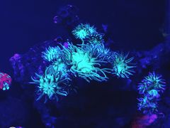 -悉尼海洋生物水族馆