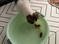 -萌小它宠物健康管理中心(怡海家园店)