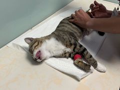 -纳吉亚猫专科动物医院博雅分院