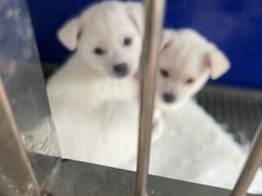 -青石桥花鸟鱼虫市场(叠翠城店)