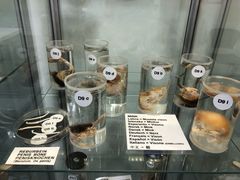 -冰岛阴茎博物馆