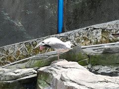 -燕塞湖鸟语林景区