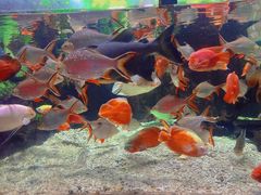 -太平洋海底世界