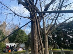 -上海佘山国家森林公园天马山园