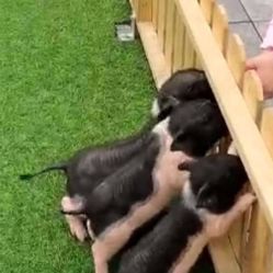 -萌宠亲子动物乐园(槐房万达店)