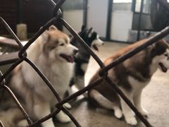 -TrueLove @ Neverland (Husky Cafe)
